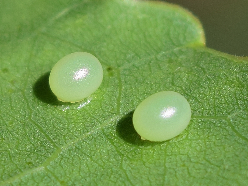 Ciclo vitale di Laothoe populi, Sphingidae